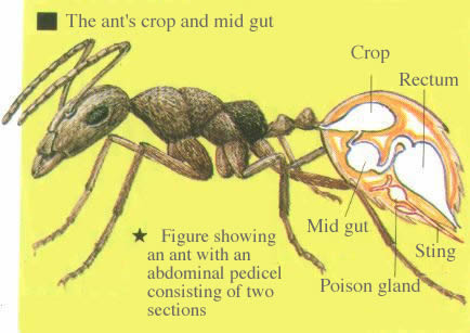 GAKKEN'S PHOTO ENCYCLOPEDIA "ANTS" : Ant Meals (6)